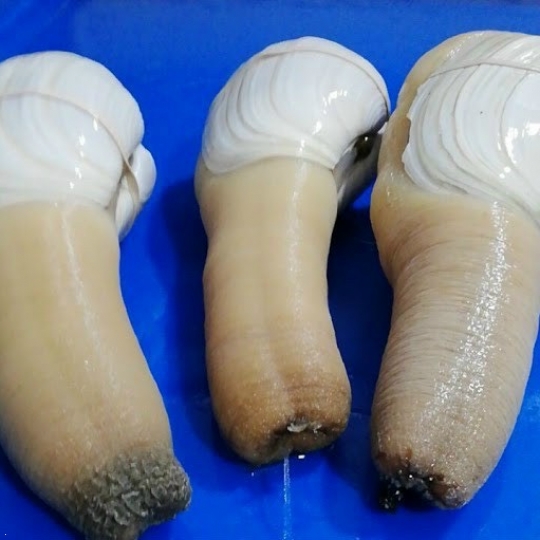 Ốc Vòi Voi